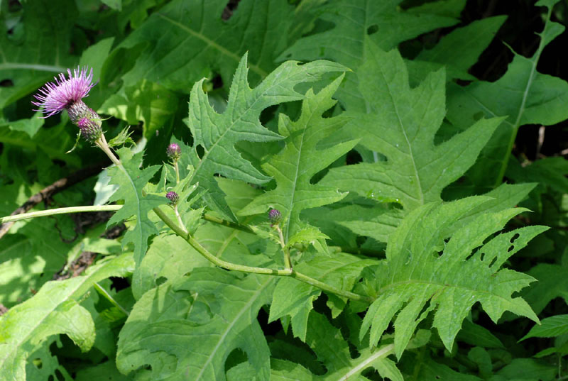 Cirsium alsophilum/ Cardo montano